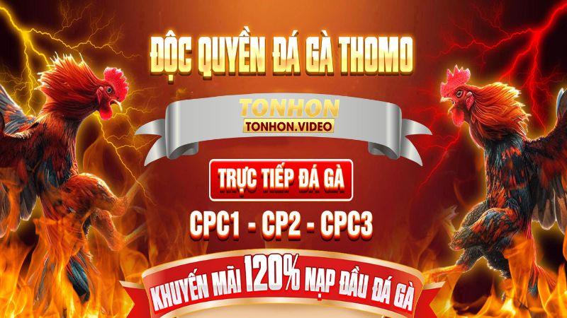 Xem trực tiếp đá gà Thomo tại Bồ Gà Tonhon